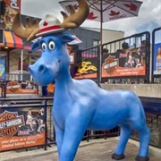 Blue Moose Mountie