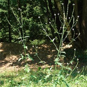 Common Vervain (Verbena Officinalis)