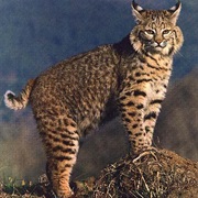 Bobcat