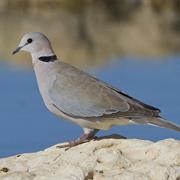 Dove