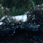 Who Won- The Grey (2011)