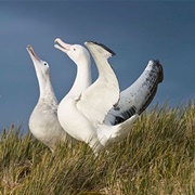 Bay of Isles, South Georgia