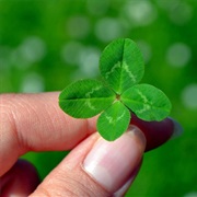 Search a Four-Leaved Cloverleaf