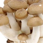 Shimeji Mushroom