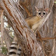 Ring Tailed Cat