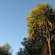 Cabbage Tree (Cordyline Australis)