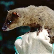 Thick-Tailed Opossum
