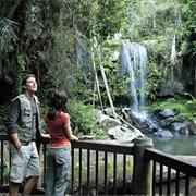 Lamington National Park (QLD)