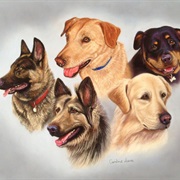 Have 5 Dogs at the Same Time