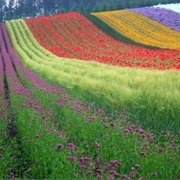 Rainbow Field, Japan