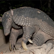 Giant Armadillo
