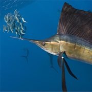 Atlantic Sailfish