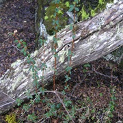 Box-Leaved Barberry (Berberis Microphylla)