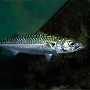 Pacific MacKerel (Aka: American, Blue, Greenback or Chub MacKerel)