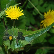 Common Sowthistle (Sonchus Oleraceus)
