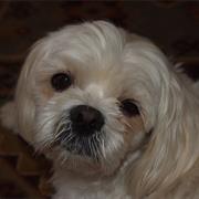 Deserts You Have Eaten In