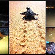 Participate in Turtle Walk in Chennai Beach