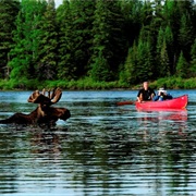 Algonquin Moose Safari, Canada