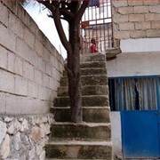 A Tree Grows in the Stairs