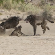 A Congress of Baboons