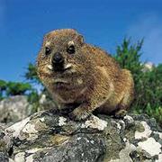 Rock Hyrax
