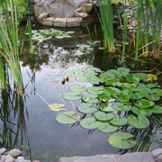 Koi Ponds
