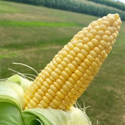 Iowa: Sweet Corn