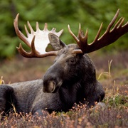 Alaska: It's Illegal to Give Moose a Beer.
