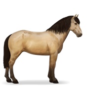 Icelandic Horse - Dun