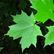 Sugar Maple (Acer Saccharum)