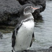 Galapagos Penguin