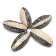 Salty Caramel Chameleon