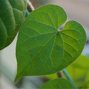 Chinese Violet (Telosma Cordata)
