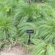 Prairie Dropseed (Sporobolus Heterolepis)