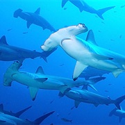 Hammerhead Shark