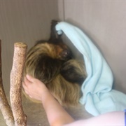 Pet a Sloth