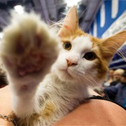 Edmonton International Cat Festival