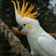 Citron-Crested Cockatoo