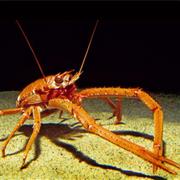 Squat Lobster