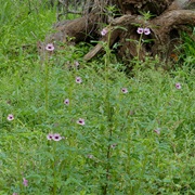 Winged-Seed Sesame (Sesamum Alatum)
