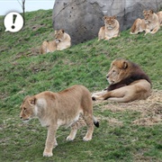 Emmen Zoo