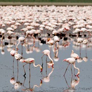 Bay of Cadiz Natural Park, Spain