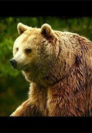 Unedited Footage of a Bear (2014)