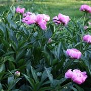 Peony