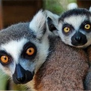 The Capital of Texas Zoo