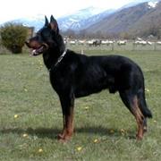 Beauceron