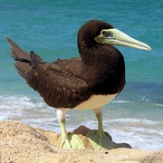 Brown Booby