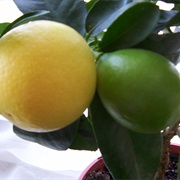 Limequat