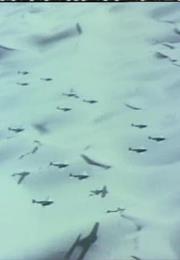 Our Century (Artavazd Peleshian)