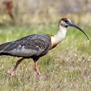 Buff-Necked Ibis (Theristicus Caudatus)